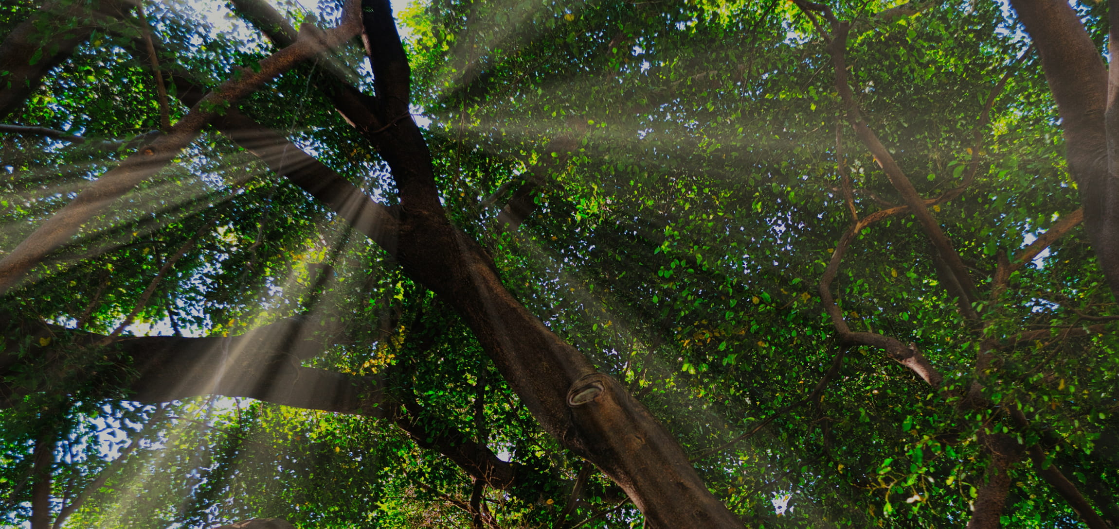 株式会社古西電機